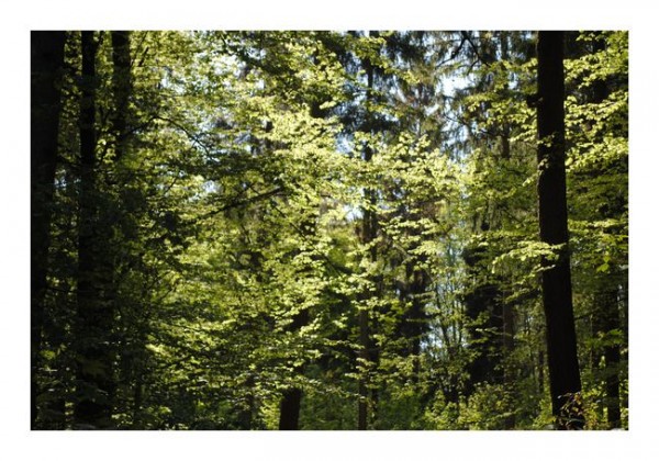 Grußkarten "Blättermeer"