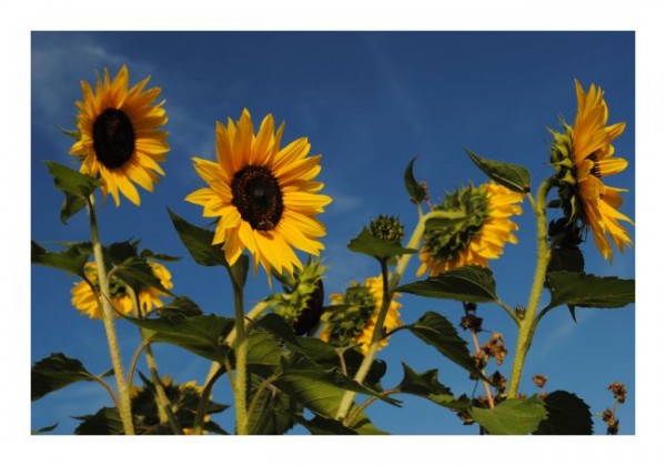 Geburtstagskarte Blumen "Sonnenblumen-1"