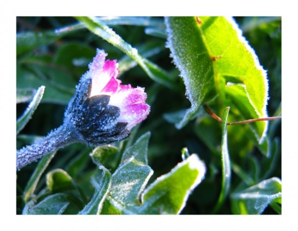 Grußkarten Winter "Frost-Gänseblümchen"