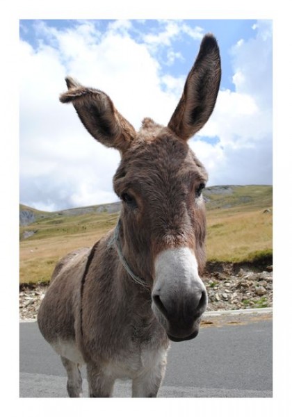 Witzige Karten "Esel"