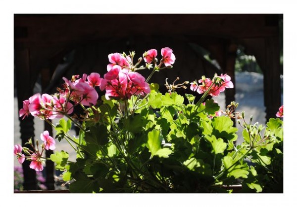 Blumen-Karten "Geranien"