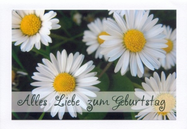 Geburtstagsblumen "Gänseblümchen"