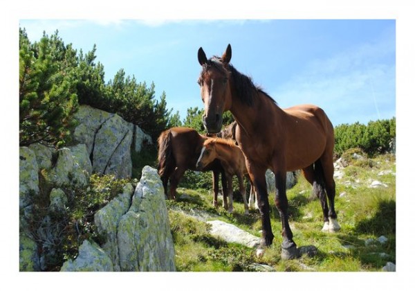 Lustige Karten "Pferdefamilie"
