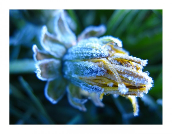 Grußkarten Winter "Eis-Löwenzahn"