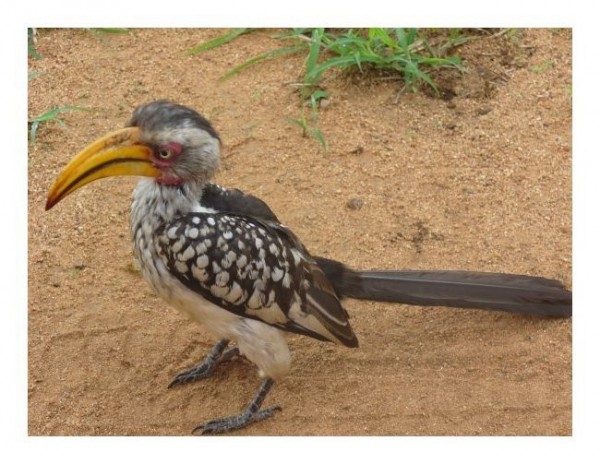 Lustige Karten "Paradiesvogel"