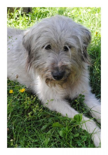 Süße Karten "Kuschel-Hund"