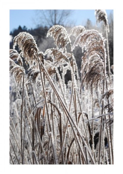 Winterpostkarten "Rauhreif"