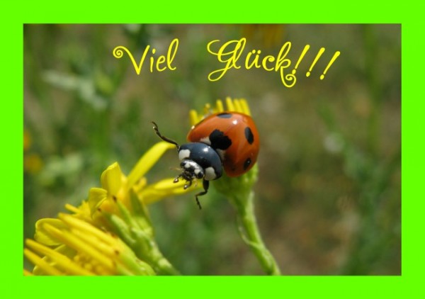 Viel-Glück-Karte "Marienkäfer"