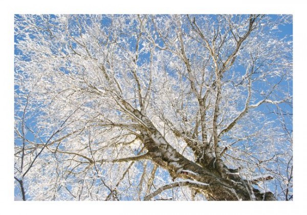 Winter-Karten "Winterbirke"