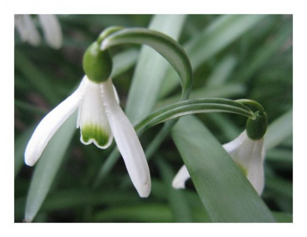 Blütenkarten "Schneeglöckchen-2"