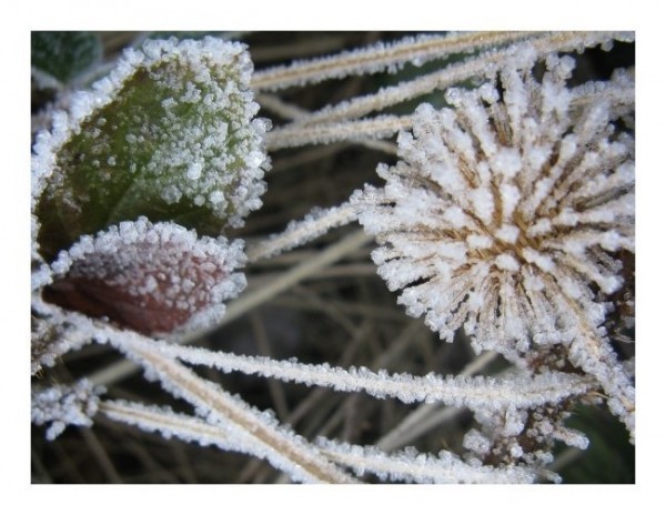 Winterkarte "Eisigel 1"