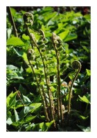 Landschaftskarte "Farnfamilie" Landschaftskarte "Farnfamilie"