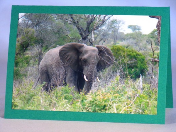 Tierkarten "Elefantendame"