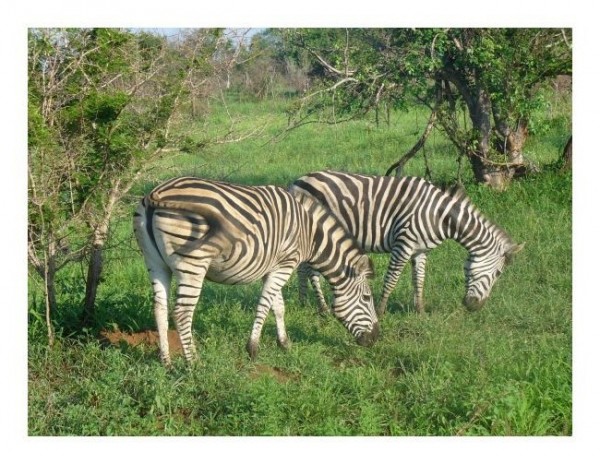 Tierkarten "Zebra-2"