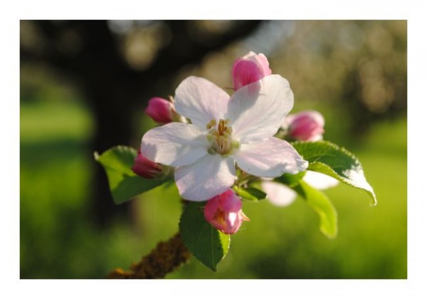 Blumenkarte "Apfelblüte-2"