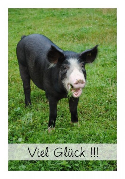 Viel-Glück-Karte "Schwein"