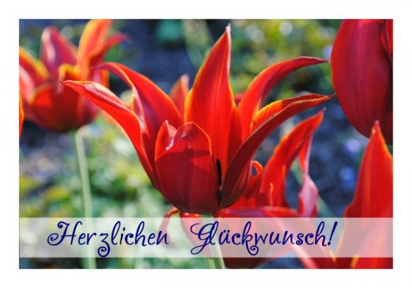 Ausgefallene Geburtstagskarten "Tulpe"