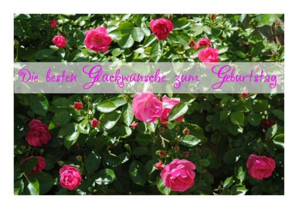 Glückwunschkarten Geburtstag "Rosenstrauch"
