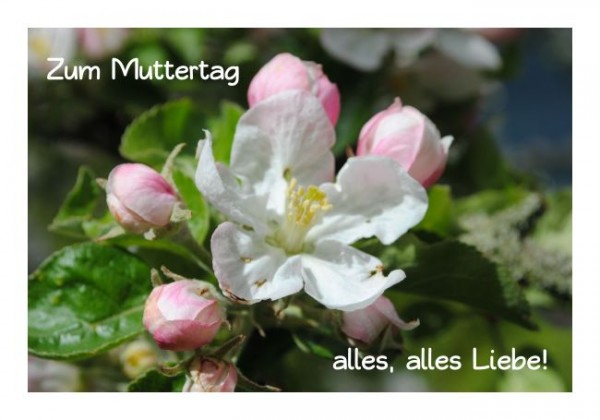 Muttertagskarten "Zum Muttertag alles Liebe"