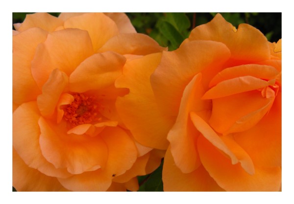 Blumenkarte "Rosen orange"