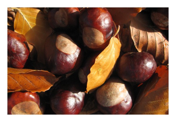 Grußkarte "Kastanien"