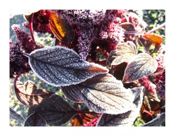 Grußkarten Winter "Frostblätter"