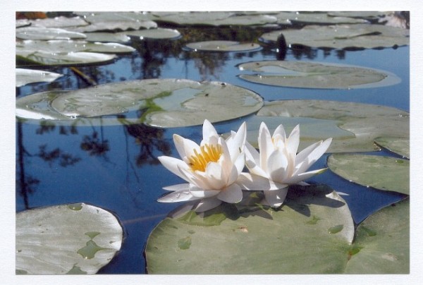 Blumen Grußkarten "Seerosen"