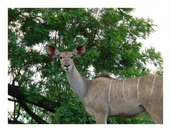 Lustige Karten "Kudu"