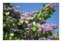 Blumenkarte "Flieder" Blumenkarte "Flieder"