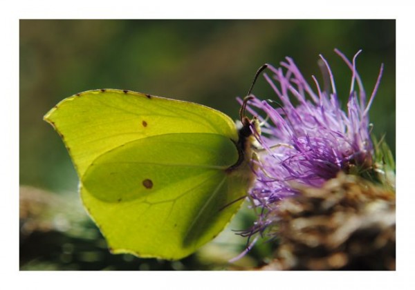 Tierkarten "Schmetterling"