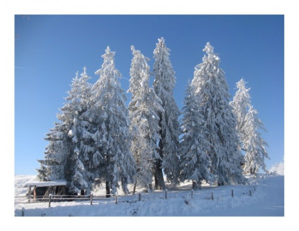 Schneekarte "Schneetannen"