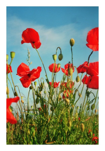 Blumenkarte "Mohnblumen"