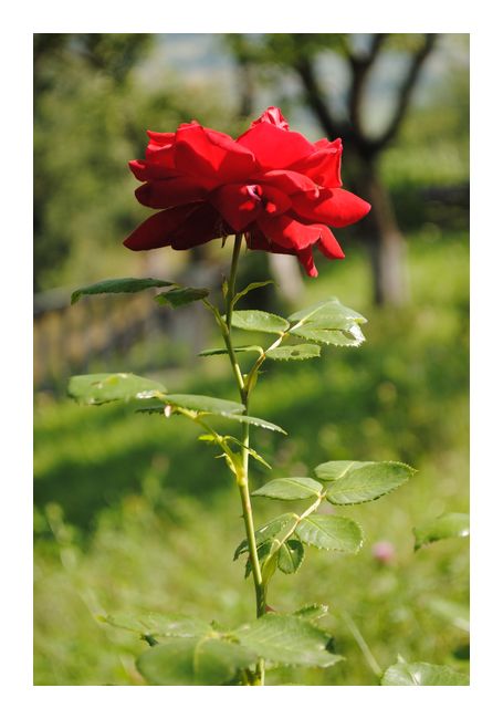 Blumenkarten | Naturzauber Grußkartenshop