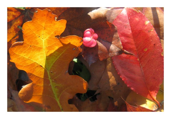 Grußkarte "Herbstlaub"