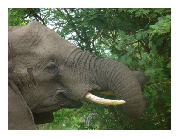 Lustige Karten "Elefantenportrait"