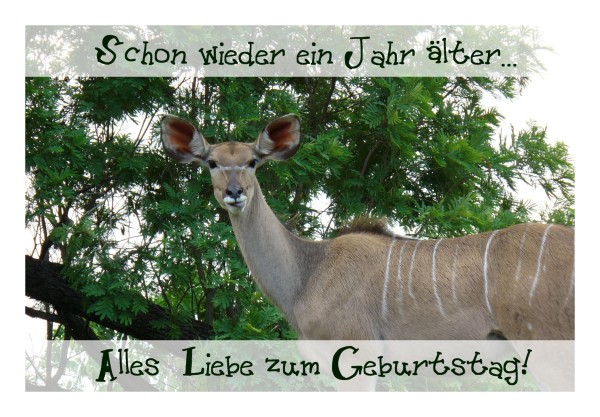 Geburtstagskarte "Kudu"