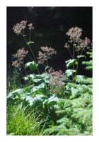 Waldkarte "Waldwiese" Waldkarte "Waldwiese"