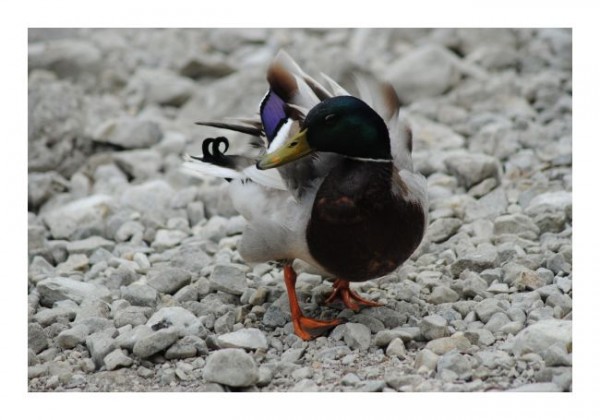 Grußkarten "Enterich"