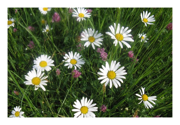 Grußkarte "Gänseblümchenwiese"