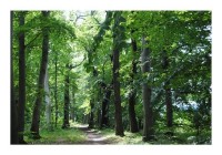 Baumkarte "Waldweg" Baumkarte "Waldweg"