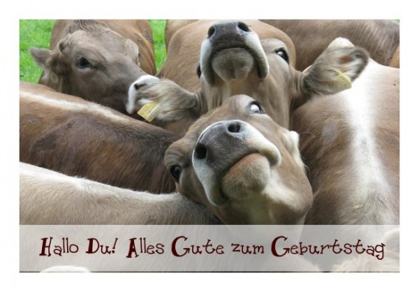 Lustige Geburtstagskarte "Kühe"