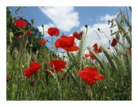 Blumen Grußkarten "Mohnfeld" Blumen Grußkarten "Mohnfeld"