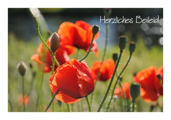 Beileidsbekundung "Mohnwiese"