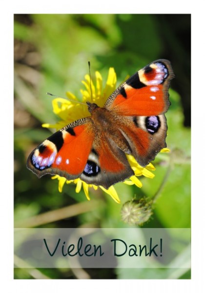 Dankeskarten "Schmetterling"