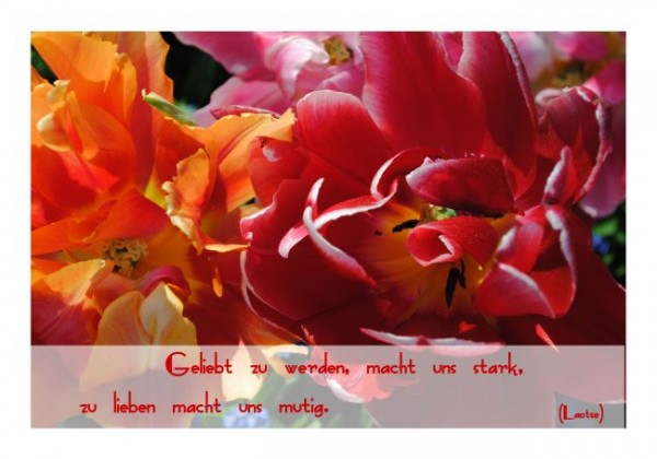 Sprüche Postkarten "Lieben 2"