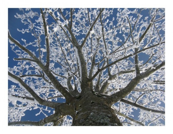 Schneekarten "Winterbaum-2"