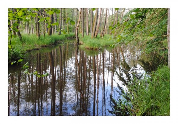 Grußkarten "Spiegelwald"