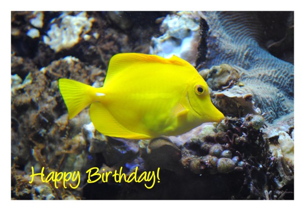 Geburtstagskarte "Fisch gelb"