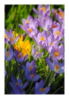 Blumenkarte "Krokusse" Blumenkarte "Krokusse"