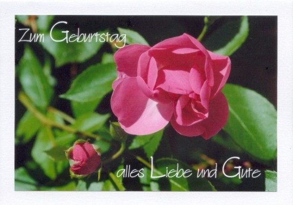 Geburtstagsgrüße "Rose"